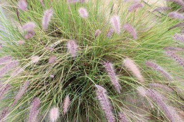 Doğal yeşil arkaplan. Ağaç dalları ve yaprakları yakın..