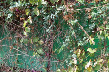 Doğal yeşil arkaplan. Ağaç dalları ve yaprakları yakın..