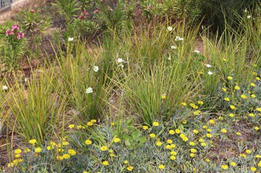 Doğal yeşil arkaplan. Ağaç dalları ve yaprakları yakın..