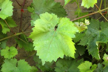 Doğal yeşil arkaplan. Ağaç dalları ve yaprakları yakın..