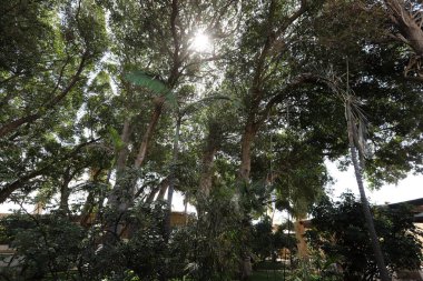 Doğal yeşil arkaplan. Ağaç dalları ve yaprakları yakın..