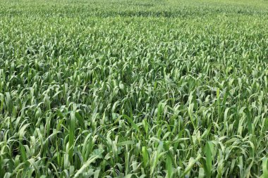 Doğal yeşil arkaplan. Ağaç dalları ve yaprakları yakın..