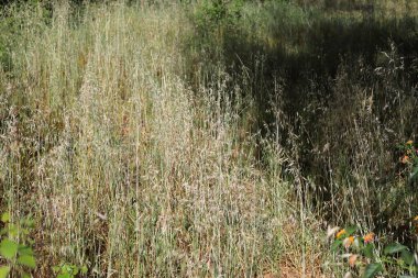 Doğal yeşil arkaplan. Ağaç dalları ve yaprakları yakın..
