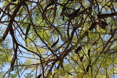 Doğal yeşil arkaplan. Ağaç dalları ve yaprakları yakın..