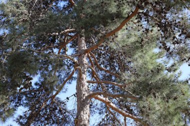 Doğal yeşil arkaplan. Ağaç dalları ve yaprakları yakın..