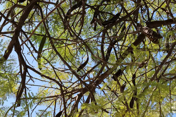 Doğal yeşil arkaplan. Ağaç dalları ve yaprakları yakın..