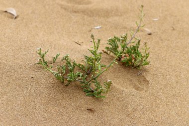 Orta Doğu 'daki Yahudi Çölü, İsrail ve Batı Şeria' da yer almaktadır..