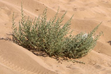 Orta Doğu 'daki Yahudi Çölü, İsrail ve Batı Şeria' da yer almaktadır..