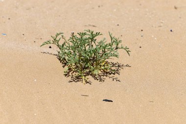 Orta Doğu 'daki Yahudi Çölü, İsrail ve Batı Şeria' da yer almaktadır..