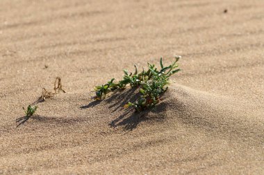Orta Doğu 'daki Yahudi Çölü, İsrail ve Batı Şeria' da yer almaktadır..