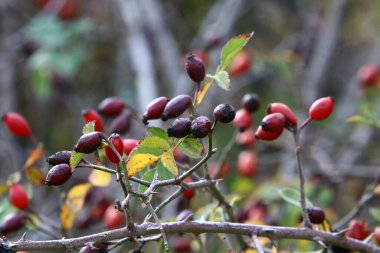 İsrail 'de bir şehir parkında bir gül kalçası büyür ve meyve verir..
