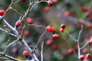 İsrail 'de bir şehir parkında bir gül kalçası büyür ve meyve verir..