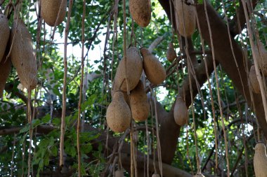 İsrail 'de bir şehir parkında ekmek meyvesi.