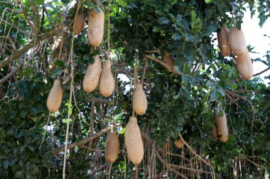 İsrail 'de bir şehir parkında ekmek meyvesi.