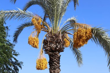 Şehir parkında, uzun bir palmiye ağacının üzerinde tarihler olgunlaşmıştır..