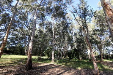 Kuzey İsrail 'de yoğun okaliptüs ormanı.