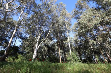 Kuzey İsrail 'de yoğun okaliptüs ormanı.