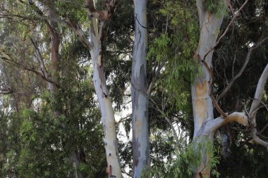 Kuzey İsrail 'de yoğun okaliptüs ormanı.
