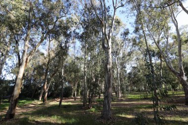 Kuzey İsrail 'de yoğun okaliptüs ormanı.