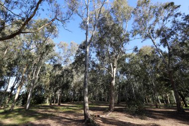 Kuzey İsrail 'de yoğun okaliptüs ormanı.