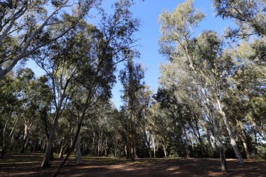Kuzey İsrail 'de yoğun okaliptüs ormanı.