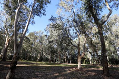 Kuzey İsrail 'de yoğun okaliptüs ormanı.