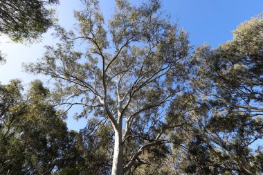Kuzey İsrail 'de yoğun okaliptüs ormanı.