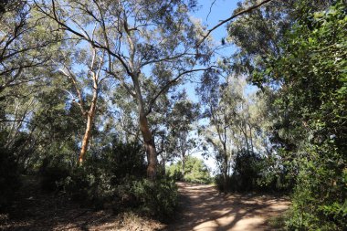 Kuzey İsrail 'de yoğun okaliptüs ormanı.