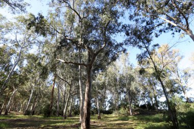 Kuzey İsrail 'de yoğun okaliptüs ormanı.