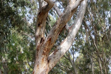 Kuzey İsrail 'de yoğun okaliptüs ormanı.