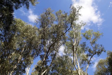 Kuzey İsrail 'de yoğun okaliptüs ormanı.