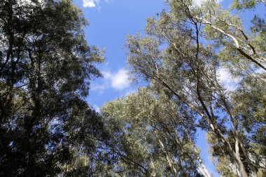 Kuzey İsrail 'de yoğun okaliptüs ormanı.