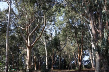 Kuzey İsrail 'de yoğun okaliptüs ormanı.