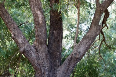 Kuzey İsrail 'de yoğun okaliptüs ormanı.