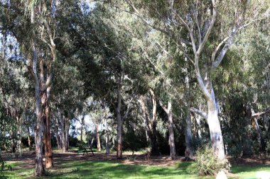 Kuzey İsrail 'de yoğun okaliptüs ormanı.