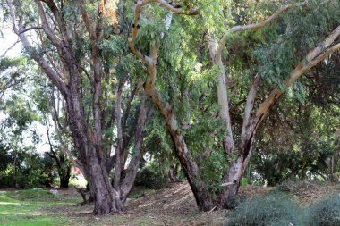 Kuzey İsrail 'de yoğun okaliptüs ormanı.