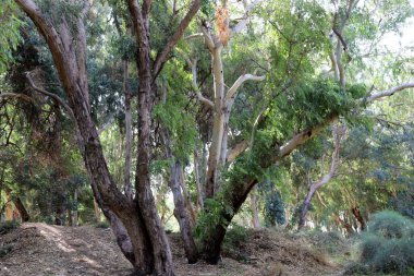 Kuzey İsrail 'de yoğun okaliptüs ormanı.
