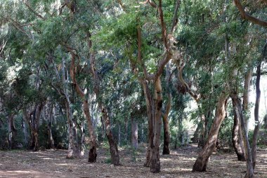 Kuzey İsrail 'de yoğun okaliptüs ormanı.