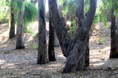 Kuzey İsrail 'de yoğun okaliptüs ormanı.