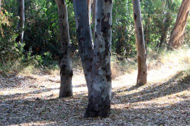 Kuzey İsrail 'de yoğun okaliptüs ormanı.
