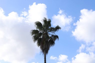 Kuzey İsrail 'de gökyüzünü kaplayan yağmur bulutları.