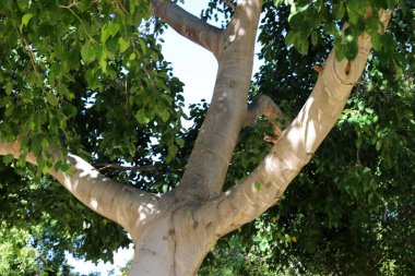 Uzun bir ağaç gövdesinin parçası. Yaklaş..