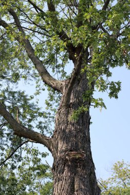 Uzun bir ağaç gövdesinin parçası. Yaklaş..