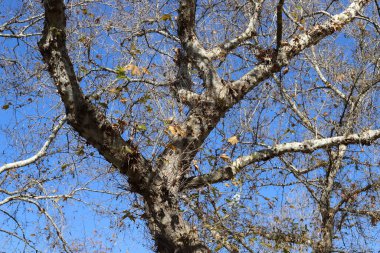 Uzun bir ağaç gövdesinin parçası. Yaklaş..