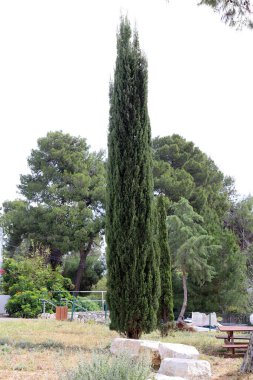 İsrail 'de bir şehir parkındaki selvi ağaçları.
