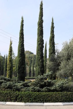 İsrail 'de bir şehir parkındaki selvi ağaçları.
