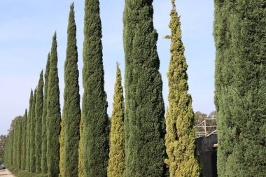 İsrail 'de bir şehir parkındaki selvi ağaçları.