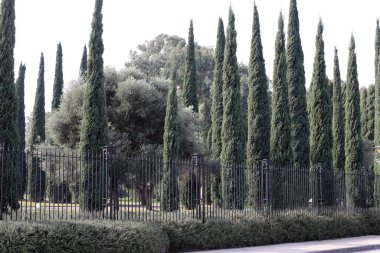 İsrail 'de bir şehir parkındaki selvi ağaçları.