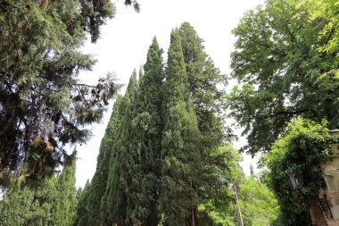 İsrail 'de bir şehir parkındaki selvi ağaçları.