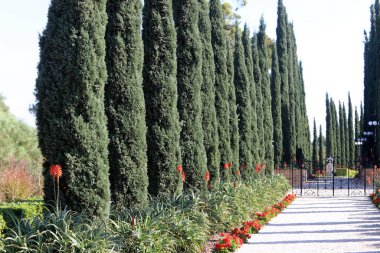 İsrail 'de bir şehir parkındaki selvi ağaçları.